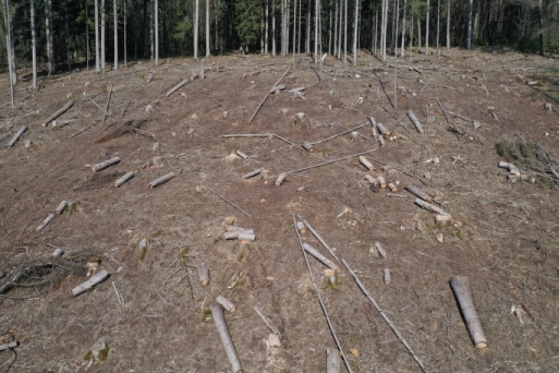 Kahlschlag öffentlicher Wald